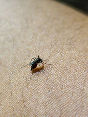 Aedes mosquito on human skin, natural blurred background.