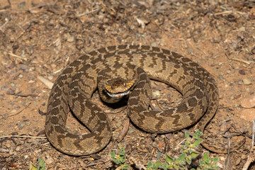 A defensive rhombic egg eater (Dasypeltis scabra), also known as a common egg eater, or egg-eating snake, in the wild