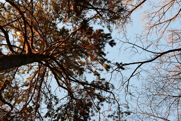 Sky, Upside of Mountain and Trees