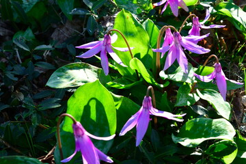 諸上寺公園のカタクリ（新潟県）