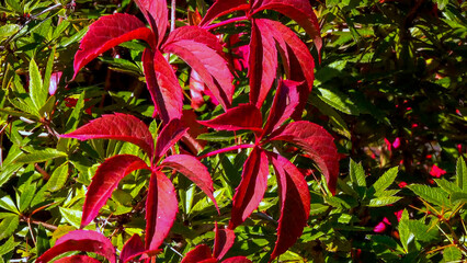 Burgundy red leaves of wild grapes against green leaves in autumn in the garden, Ukraine