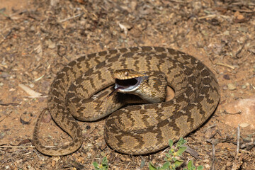 A defensive rhombic egg eater (Dasypeltis scabra), also known as a common egg eater, or egg-eating snake, in the wild