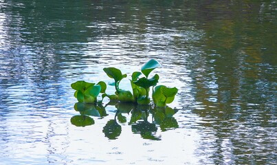 Pontederia crassipes -Eichhornia crassipes, known as common water hyacinth swims among aquatic plants, Odessa