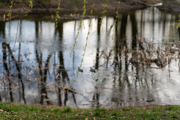 reflection of trees in the water