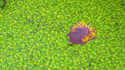 Falling into the water covered with duckweed -Lemna minor, the leaves of the trees float on the...