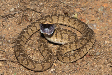 A defensive rhombic egg eater (Dasypeltis scabra), also known as a common egg eater, or egg-eating snake, in the wild