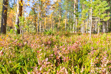 View of tundra arctic vegetation, growing berries, moss and grass. Green nature background.