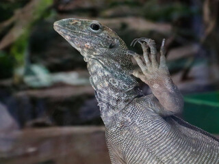 The Bengal monitor (Varanus bengalensis), also called the Indian monitor, is a species of monitor lizard distributed widely in the Indian subcontinent, as well as parts of Southeast Asia and West Asia
