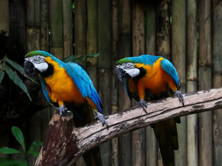 Blue and Yellow Macaw (Ara ararauna) perched on the tree branch