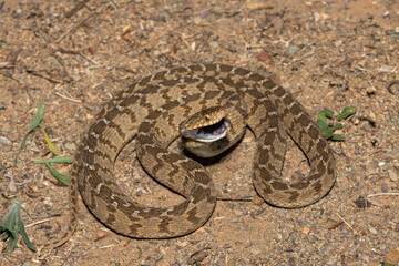 A defensive rhombic egg eater (Dasypeltis scabra), also known as a common egg eater, or egg-eating snake, in the wild