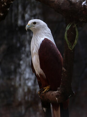 The white-bellied sea eagle (Icthyophaga leucogaster), also known as the white-breasted sea eagle perched on the tree branch