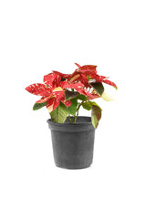 Superba New Glitter Poinsettia, Red and White poinsettia plant in Black vase isolated on white, Christmas plant, Euphorbia