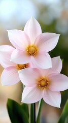 Obraz premium A close up of two pink flowers with green leaves