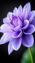 A close up of a purple flower on a black background