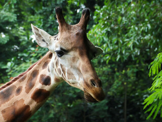 A Giraffe in the zoo