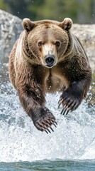 Obraz premium A bear leaps through water, showcasing its strength and agility in a natural setting.