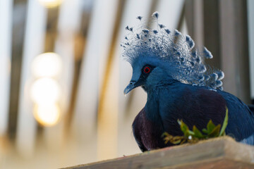 華麗な冠羽を持つエキゾチックな鳥
Exotic Bird with Elegant Crest Feathers
