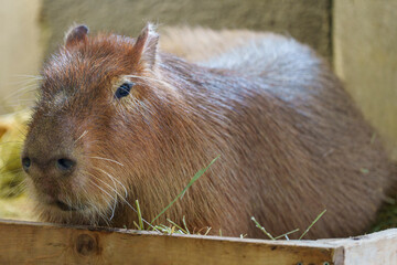 穏やかな表情のカピバラ
Calm Expression of a Capybara