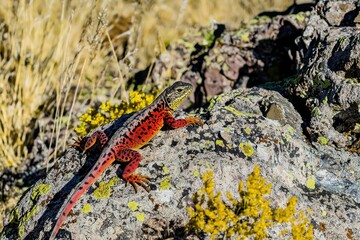 Fototapeta premium Lava Lizard on Rock
