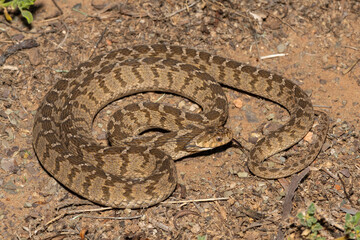 A defensive rhombic egg eater (Dasypeltis scabra), also known as a common egg eater, or egg-eating snake, in the wild