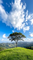 Obraz premium A lone tree on top of a grassy hill under a blue sky