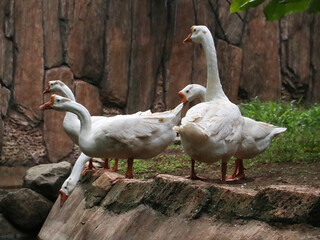 A group of white geese standing on the rock