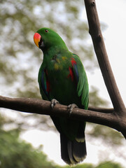 Green parrot or The Moluccan eclectus (Eclectus roratus) is a parrot native to the Maluku Islands (Moluccas).