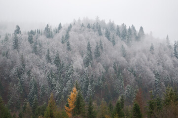 Winter mountain view. First snow. Morning fog in the mountains among the forest. Beautiful morning mountain forest scenery.