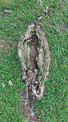 tree roots in unusual shape