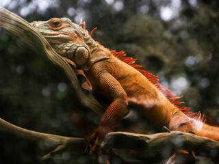 orange iguana perched on a wooden branch with blurry background