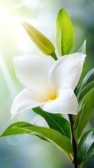 Obraz premium A white flower with green leaves on a branch