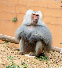 Closeup shot of a hamadryas baboon in a zoo