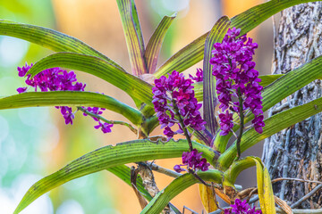 Rhynchostylis gigantea, Beautiful rare wild orchids in tropical forest of Thailand.