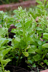 Basella Rubra in a vegetable garden, Malabar Spinach, Ceylon Spinach, Indian Spinach, Malabar Nightshade, Vine Spinach (Basellaceae)