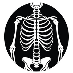 x ray of human skull