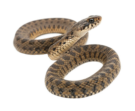 snake isolated JPEG OR Transparency Background
