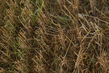 Haystacks in a Field at Sunset