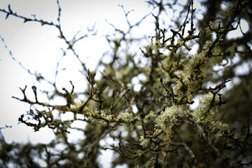 branches against sky