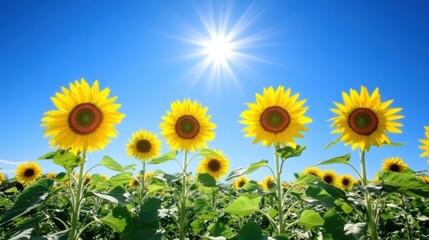 Vibrant Sunflowers under a Summer Sky