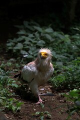 歩くエジプトハゲワシ