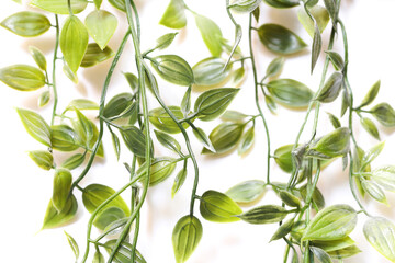 Artificial plant with hanging vines made of plastic. Leaves texture. Home interior decoration.