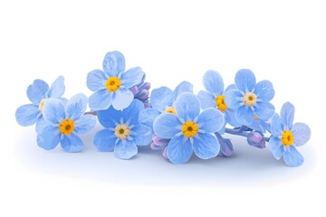 Fototapeta premium forget-me-not