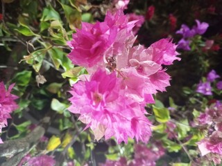 purple Bougainvillea or Paperflower