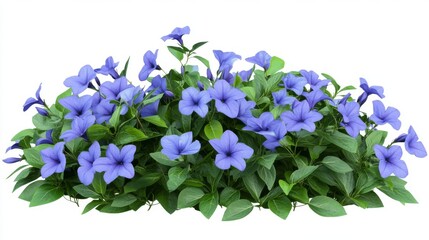 beautiful periwinkle plant
