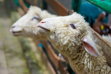 a sheep peeking through a wooden fence in a green, natural environment. conceptual celebrating eid al adha