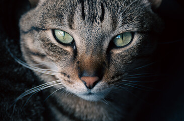 front view of tabby cat face