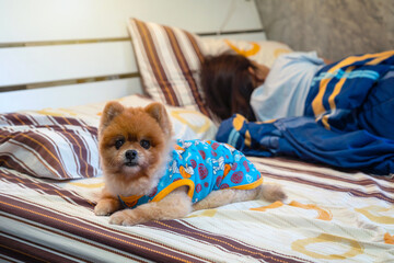 Pomeranian dog wearing a shirt lying down looking on the bed with a woman people who is still...