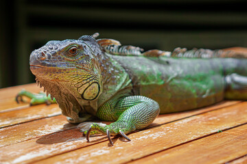 A vibrant iguana resting on a wooden surface
