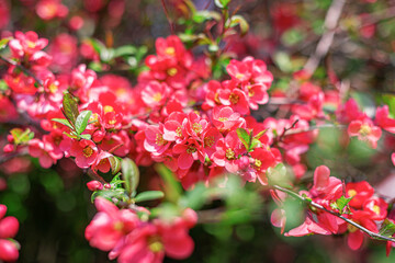 Spring pink flowers on a flowering bush.