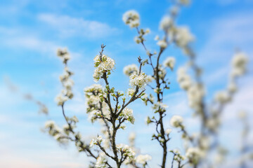 Blooming tree branches against clear blue sky.